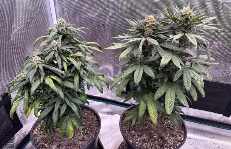 MANGA ROSA for Ole-Time sake. Week 15 - 6th, BIG BAD WOLD 2.0 left, BLACKOUT LEMONAID right