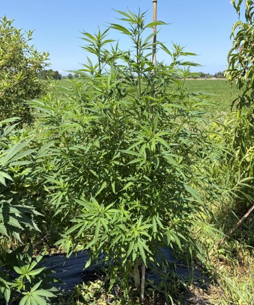 2026 Medley. Week 15 - 7th, Panama Red