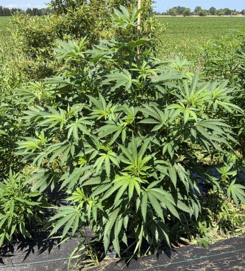 2026 Medley. Week 15 - 7th, Acapulco Gold w/ serious serrations