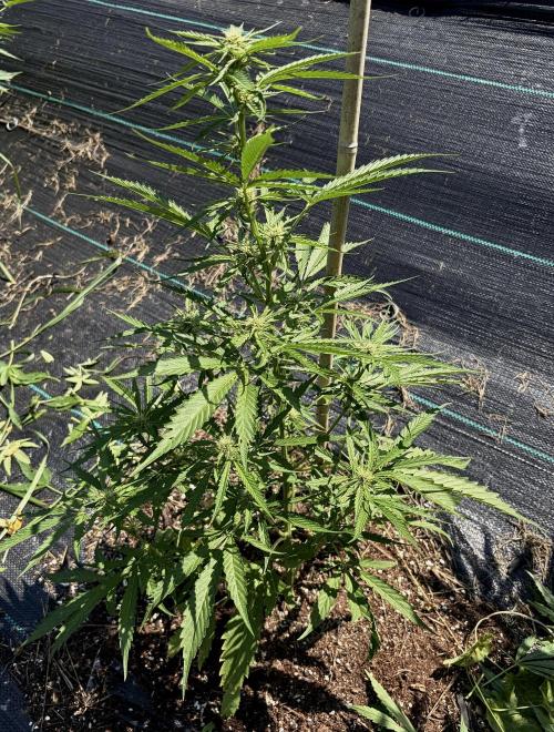 2026 Medley. Week 15 - 7th, Mexican Red Hair auto