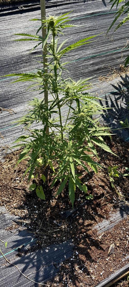 2026 Medley. Week 15 - MRH auto