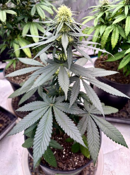 RED BILLY makes it Official. Week 0 - 7th, there is a real Red Billy  growing. I need to see how this tastes ! 