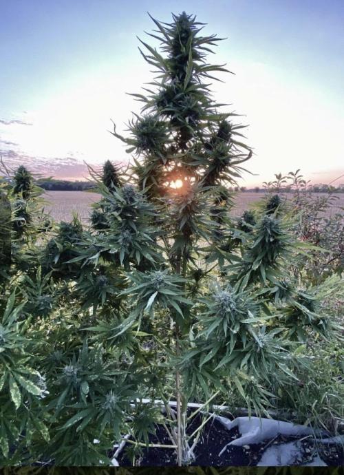 RED BILLY makes it Official. Week 0 - 2025, Fighting Bilbo full of Buds but 100% making seeds w/Panama Red Pollen