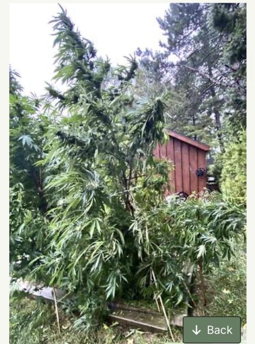 RED BILLY makes it Official. Week 0 - 2022 Txerri BILBO Haze from Genehtik Seed. Beauty @ 10’
