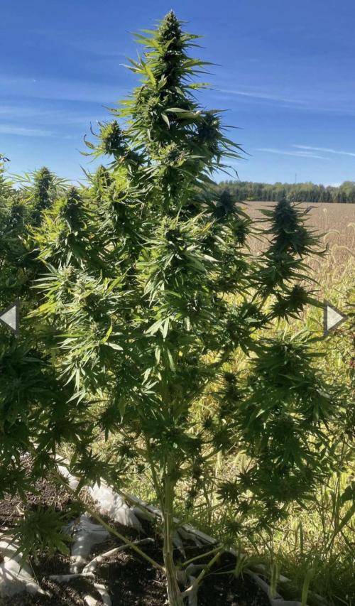 RED BILLY makes it Official. Week 0 - 2025 Smoke from this has been great realizing its half strength when full o seed