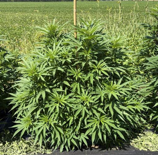 2026 Medley. Week 15 - 7th, BLACK WILLIE about to explode (willie nelson x Vietnamese black)