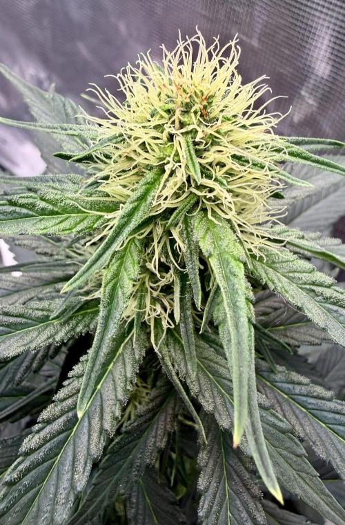 RED BILLY makes it Official. Week 0 - RED BILLY main cola
