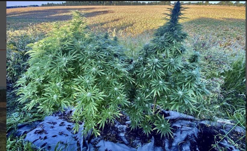 RED BILLY makes it Official. Week 0 - Fighting Bilbo ‘25 on the right. Panama Red had grown into it on the right… 