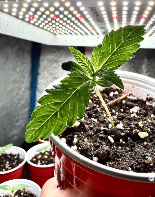 RED BILLY makes it Official. Week 0 - 11th, RED BILLY and the identical seedlings