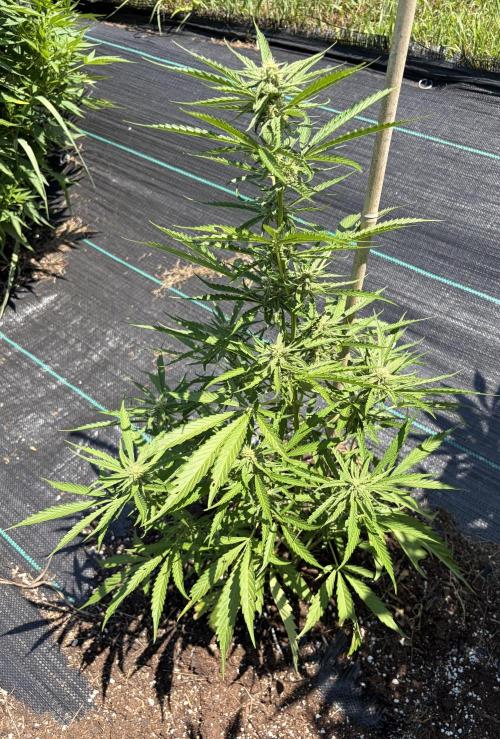 2026 Medley. Week 16 - 12th, MEXICAN RED HAIR auto 
