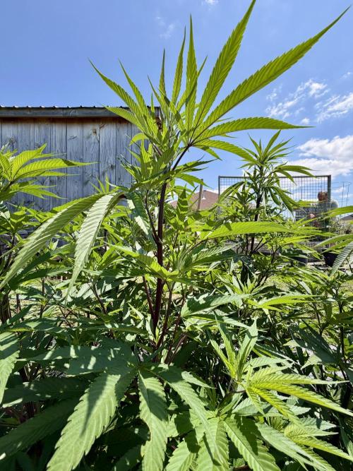 2026 Medley. Week 16 - 12th, new growth on GMG 