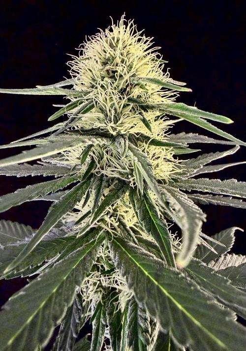 RED BILLY makes it Official. Week 1 - Red Billy main cola a few days ago… will be nice to see whats coming!