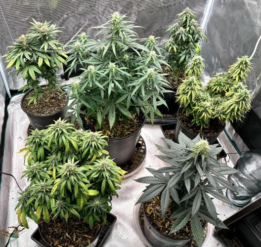 MANGA ROSA for Ole-Time sake. Week 16 - 14th tent shot