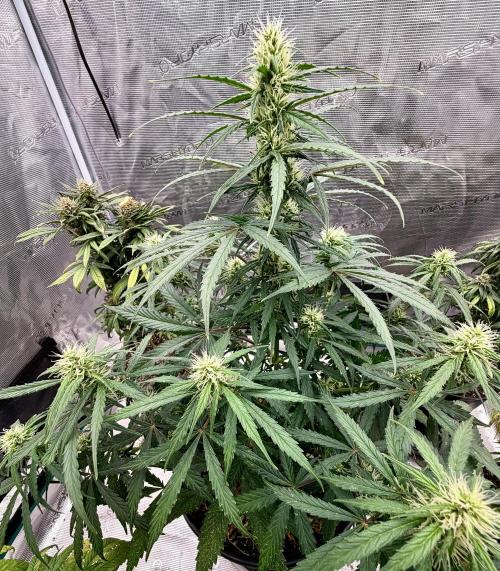 MANGA ROSA for Ole-Time sake. Week 16 - ETHOS HAZE auto
