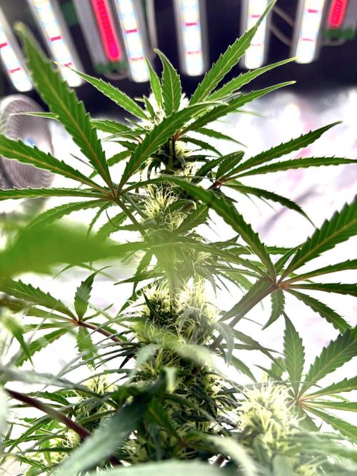 MANGA ROSA for Ole-Time sake. Week 16 - ETHOS HAZE