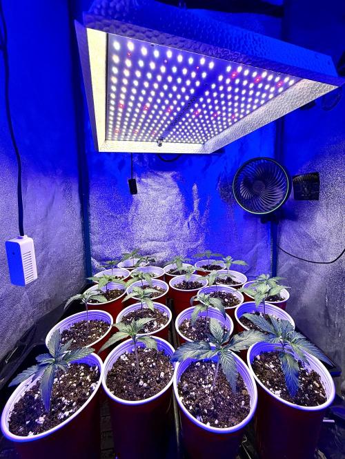 RED BILLY making it Official. Week 1 - 15th, TS-1000 marshydro 