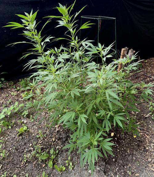 2026 Medley. Week 17 - 16th, FRIESLAND M33 chugging along nicely