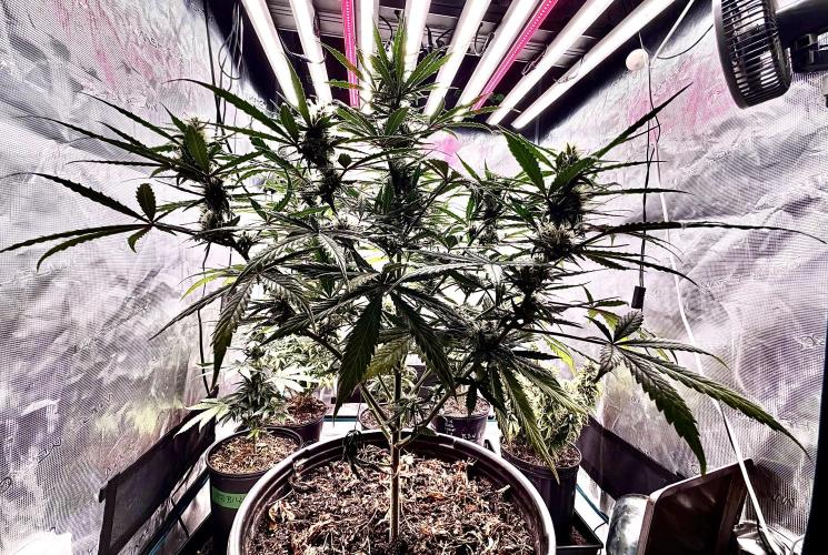 MANGA ROSA for Ole-Time sake. Week 17 - 17th, ETHOS HAZE Auto