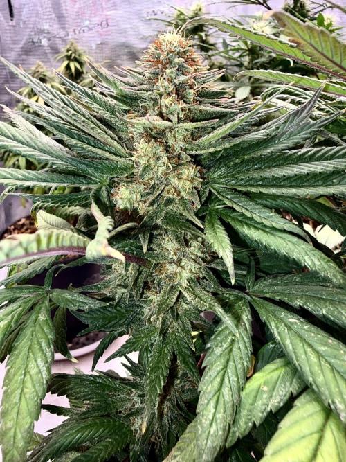 MANGA ROSA for Ole-Time sake. Week 17 - It looks funky from the Top, but its one Deep and Firm Bud !!!