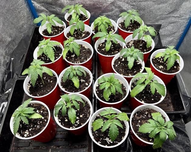 RED BILLY making it Official. Week 1 - 18th, first bigger-feed of 50ml. Lets see when the cup gets lite