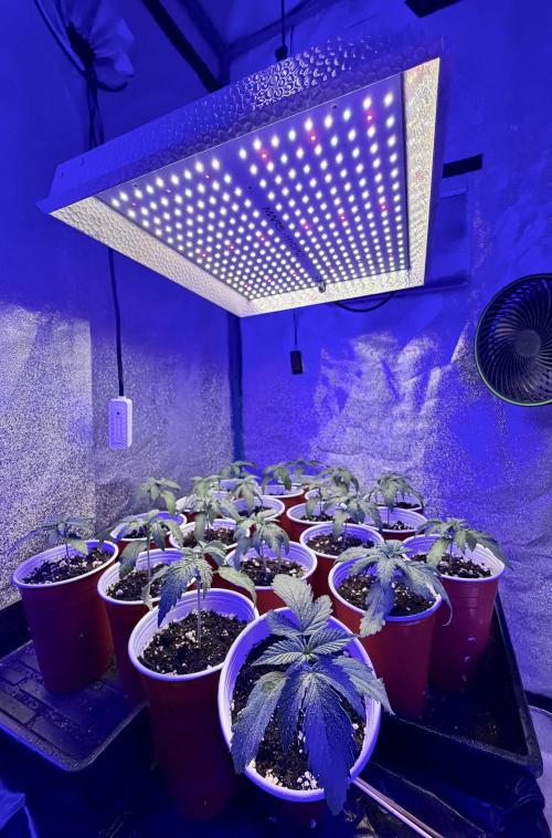 RED BILLY making it Official. Week 1 - 19th, last day of week 1 Veg . All looks good