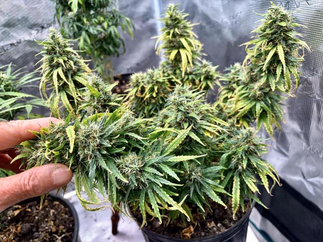 MANGA ROSA for Ole-Time sake. Week 17 - 19th, lots of fresh growth, green leaves in undercarriage 
CLOUDY TRI’s found