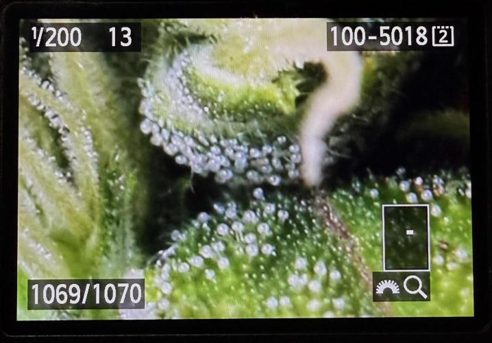 MANGA ROSA for Ole-Time sake. Week 17 - 22 weeks may be much quicker. Lotsa cloudy trichomes, + amber