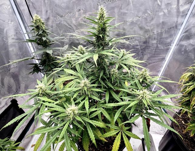 MANGA ROSA for Ole-Time sake. Week 17 - 19th, Ethos Haze auto making a good impression !!!  4 weeks to go 