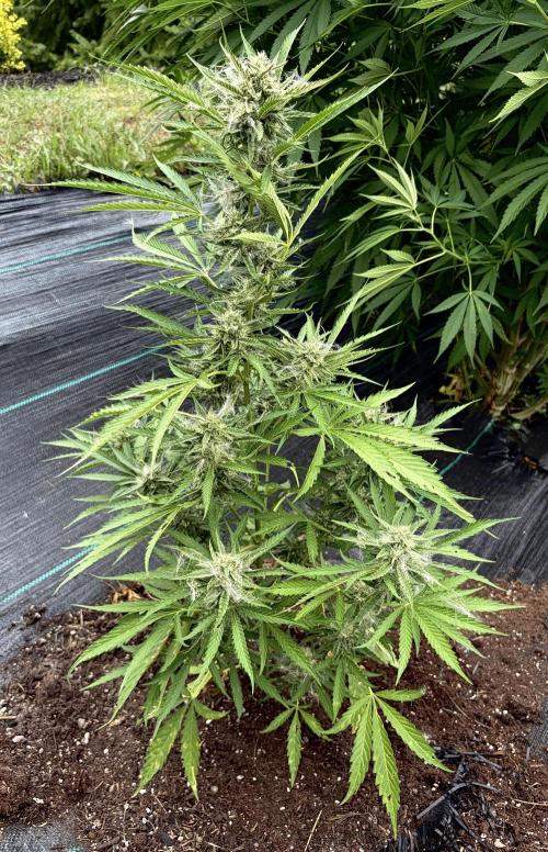 2026 Medley. Week 17 - 21st, Mexican Red Hair auto will be bucket-washed for all the field-fluff