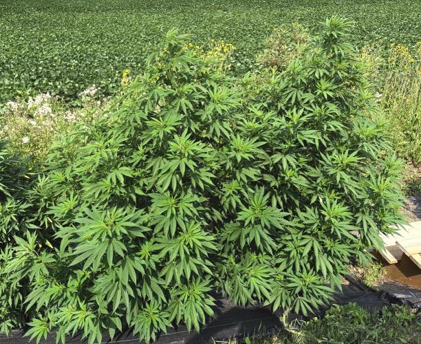 2026 Medley. Week 17 - 21st, BIG BLACK WOLF 2.0 left & BLUBONIC right.
2 x 6’ footers