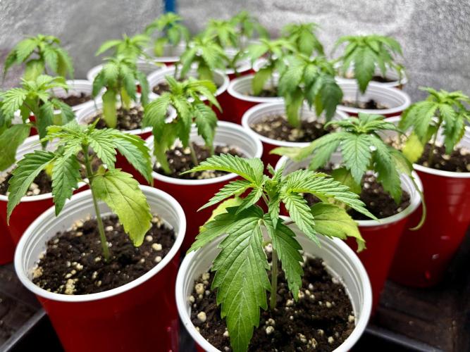 RED BILLY making it Official. Week 2 - 21st, only Day 9 veg, I’ll pop one out of a cup for a root-check