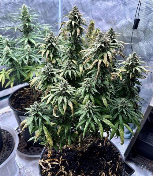MANGA ROSA for Ole-Time sake. Week 17 - 21st, SSDD looks so Ready to Harvest !! And I cannot wait !!