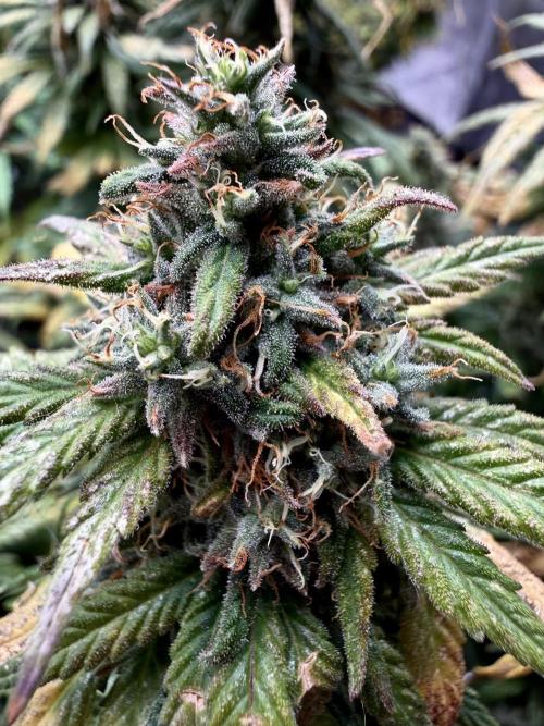 MANGA ROSA for Ole-Time sake. Week 17 - Lotsa Clears still telling me to LITFA 