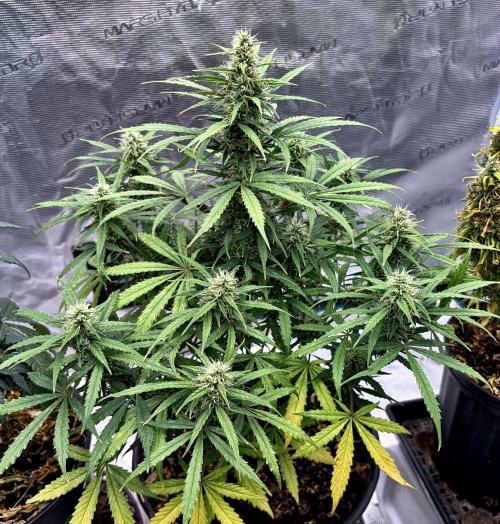 MANGA ROSA for Ole-Time sake. Week 17 - 22nd, ETHOS HAZE Auto, less than 4 weeks to go