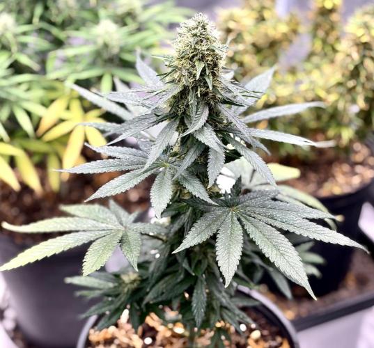 RED BILLY making it Official. Week 2 - 22nd, given the plant it’s space; wow is THAT COLA Firm ha lol
