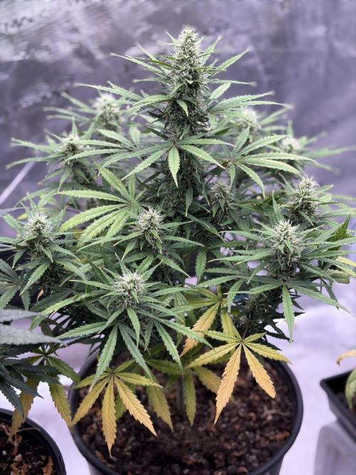 MANGA ROSA for Ole-Time sake. Week 18 - 22nd, Ethos Haze auto