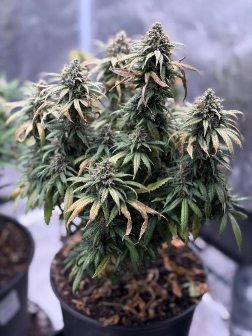 MANGA ROSA for Ole-Time sake. Week 18 - 22nd, SSDD F3 is looking MORE 👀 than Ready