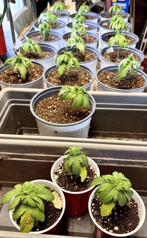 RED BILLY making it Official. Week 2 - 23rd, space allowed me to cull the first 3 plants