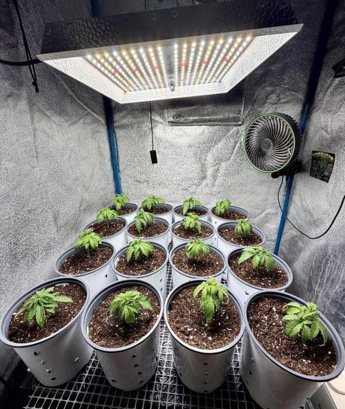 RED BILLY making it Official. Week 2 - 23rd, leads to 16  plants in new shoes. Other 3 were spoiled as well w/new home