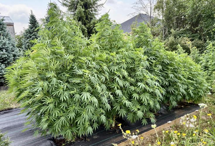 2026 Medley. Week 18 - Hawaiian Snow, LSD, BlueBerry CheeseCake and London Cheese