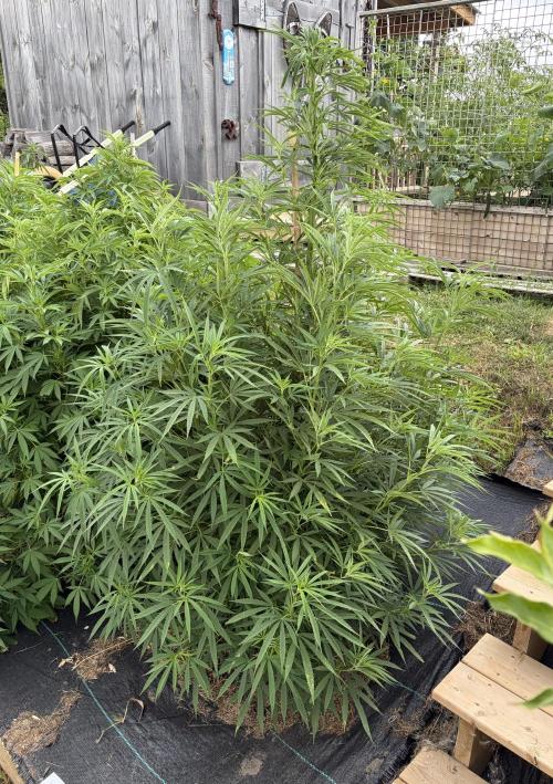 2026 Medley. Week 18 - BLACK TUNA Tri-Leaf on all nodes… +++++