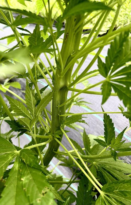 2026 Medley. Week 18 - Fasciation has 2 of the 3 branches, without Nodes 