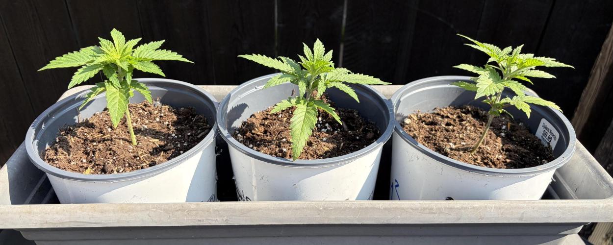 RED BILLY making it Official. Week 2 - 24, culled plants looking pretty sharp in todays sunlight. Waiting for pick-up !