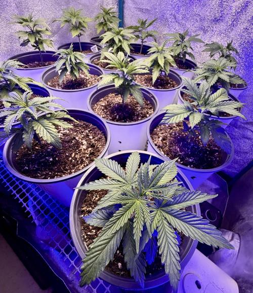 RED BILLY making it Official. Week 3 - Maybe one of the Healthiest tents I’ve had anything to do with ! Still early 😜 