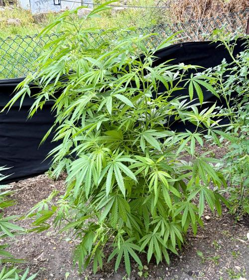 2026 Medley. Week 18 - 27th, SSDD is showing a big increase this week+ 75/25 veg/bloom nutes
