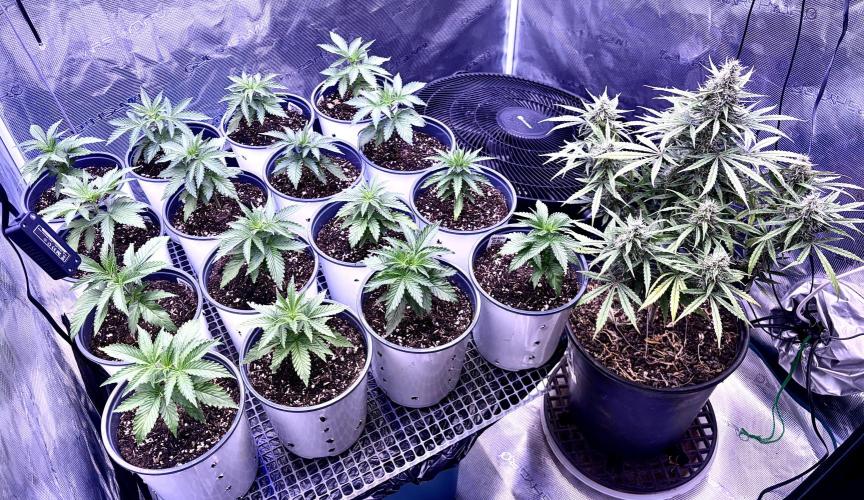RED BILLY making it Official. Week 3 - 27th pm, Red Billy is now in the 4’ to start week 3 Veg