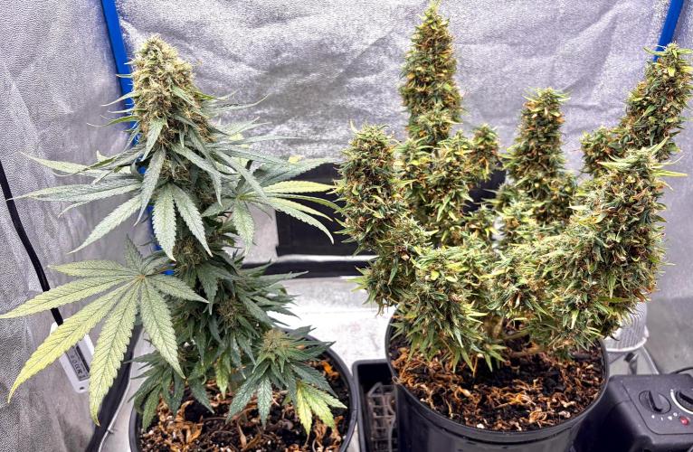 RED BILLY making it Official. Week 3 - 29th, and Red Billy (left) hits day 49 in Bloom. This will be the last week