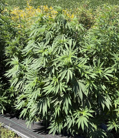 2026 Medley. Week 19 - 30th, ACAPULCO GOLD has that “I’m gonna get Lumpy” look