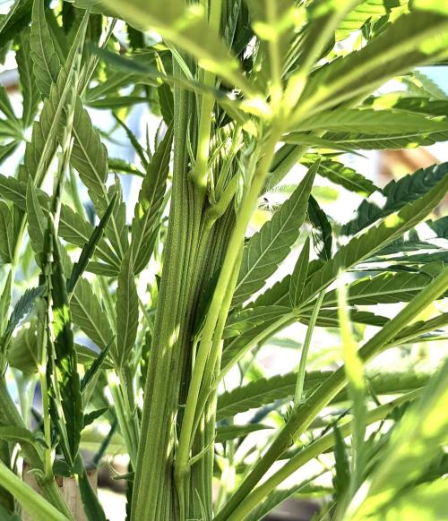 2026 Medley. Week 19 - 30th, but its seriously messed-up as well. Cola-stem