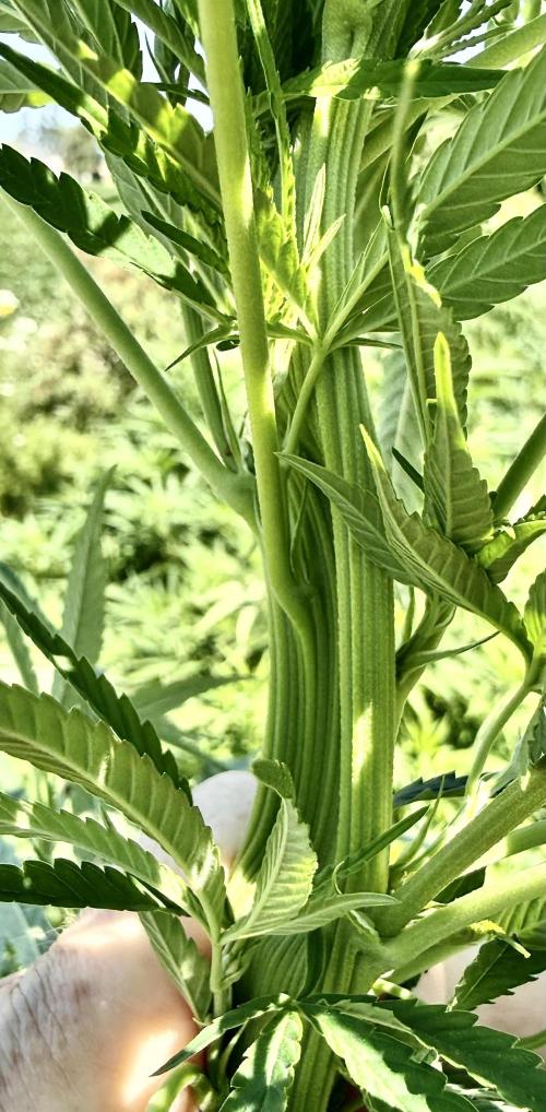 2026 Medley. Week 19 - 30th here is a good example of main stem fasciation